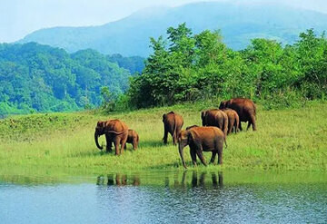 Munnar Thekkady Tour Packages